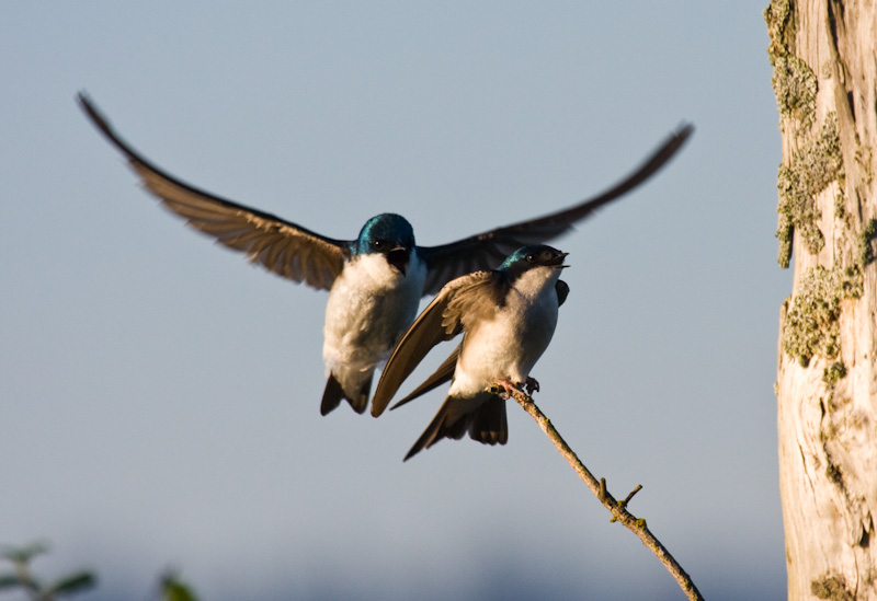 Tree Swallows